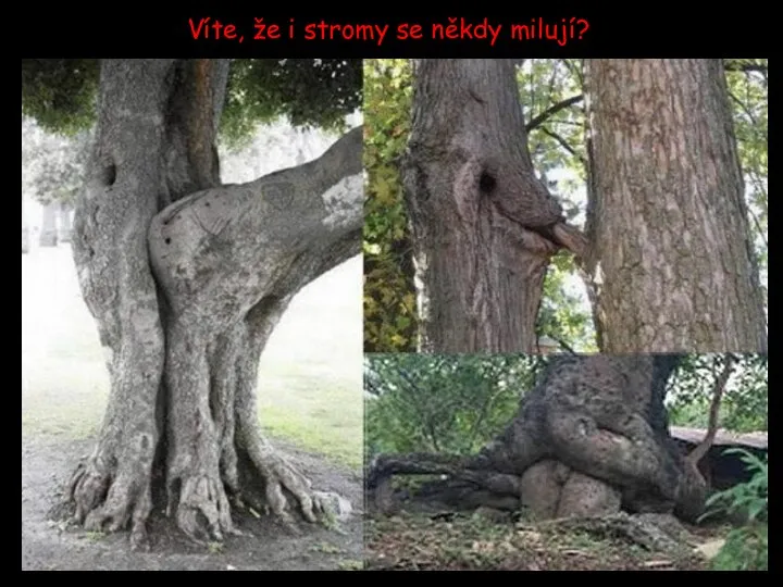 Víte, že i stromy se někdy milují?