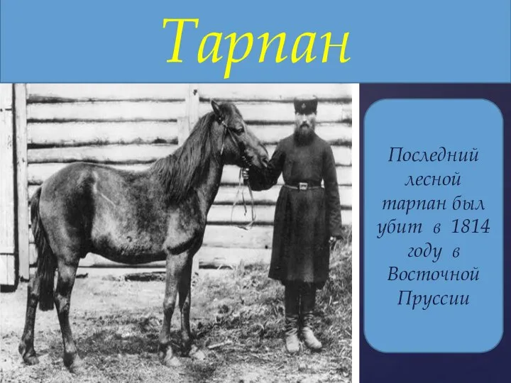 Тарпан Последний лесной тарпан был убит в 1814 году в Восточной Пруссии