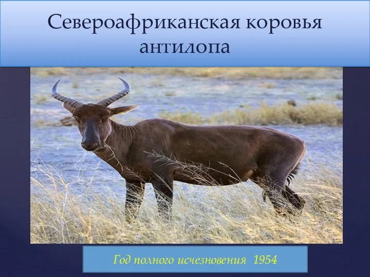 Североафриканская коровья антилопа Североафриканская коровья антилопа Год полного исчезновения 1954