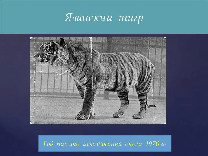 Яванский тигр Яванский тигр Год полного исчезновения около 1970 го