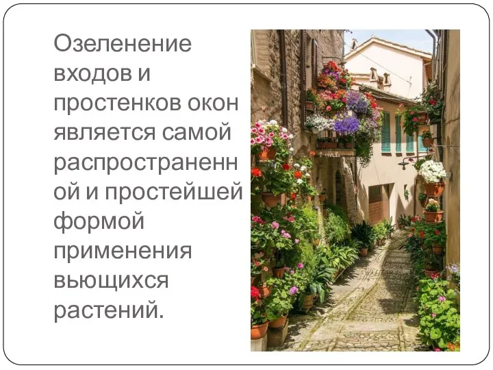 Озеленение входов и простенков окон является самой распространенной и простейшей формой применения вьющихся растений.