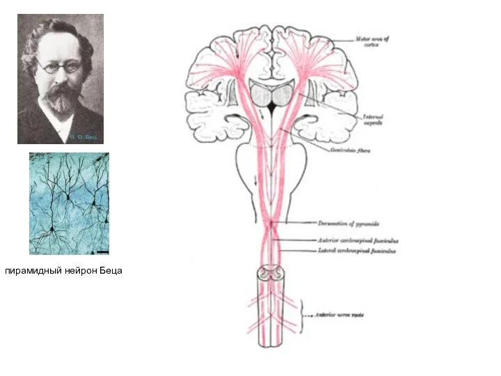 пирамидный нейрон Беца