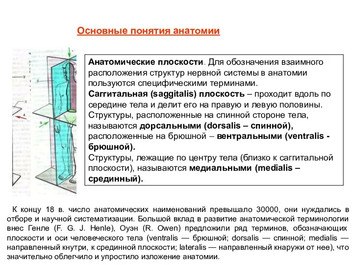 Анатомические плоскости. Для обозначения взаимного расположения структур нервной системы в анатомии пользуются