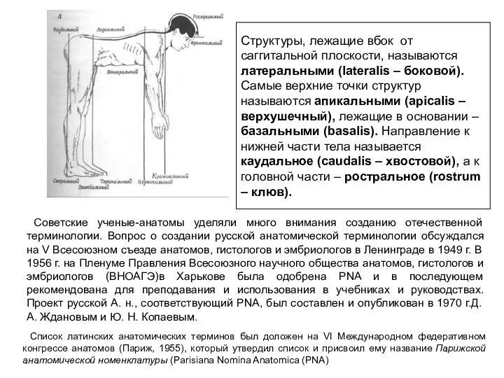 Структуры, лежащие вбок от саггитальной плоскости, называются латеральными (lateralis – боковой). Самые