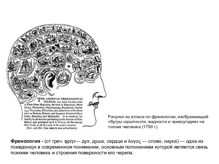 Рисунок из атласа по френологии, изображающий «бугры скрытности, жадности и чревоугодия» на