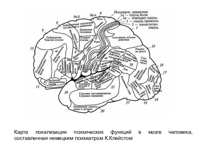 Карта локализации психических функций в мозге человека, составленная немецким психиатром К.Клейстом