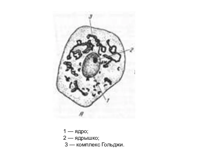 1 — ядро; 2 — ядрышко; 3 — комплекс Гольджи.