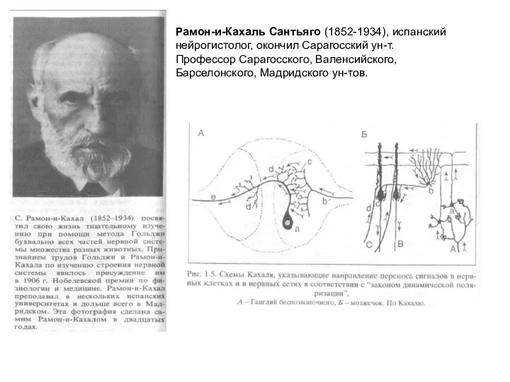 Рамон-и-Кахаль Сантьяго (1852-1934), испанский нейрогистолог, окончил Сарагосский ун-т. Профессор Сарагосского, Валенсийского, Барселонского, Мадридского ун-тов.