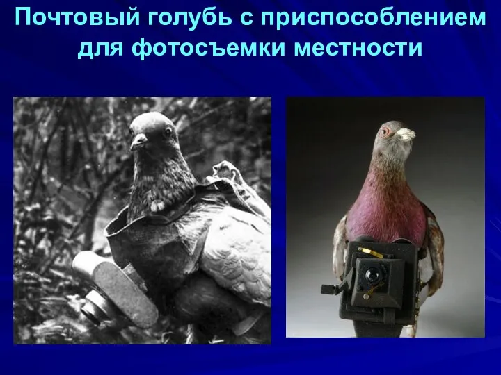 Почтовый голубь с приспособлением для фотосъемки местности