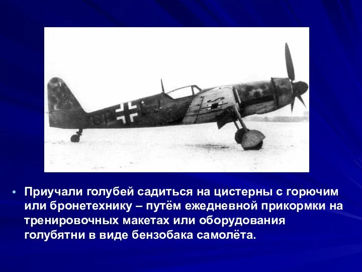 Приучали голубей садиться на цистерны с горючим или бронетехнику – путём ежедневной