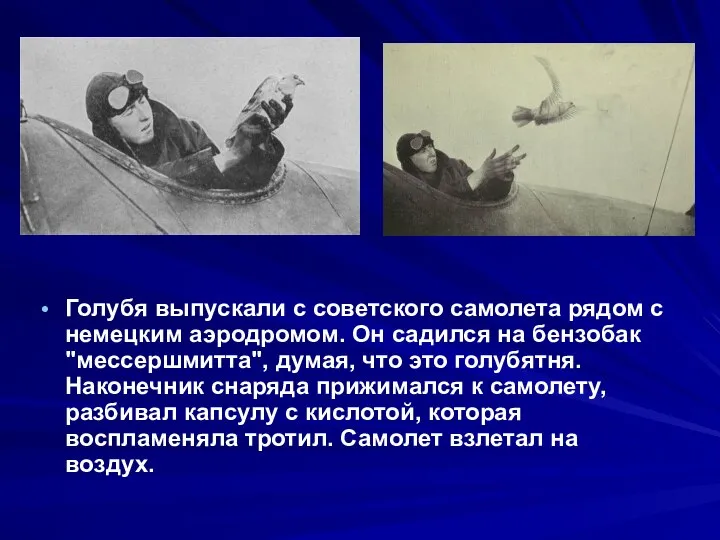 Голубя выпускали с советского самолета рядом с немецким аэродромом. Он садился на