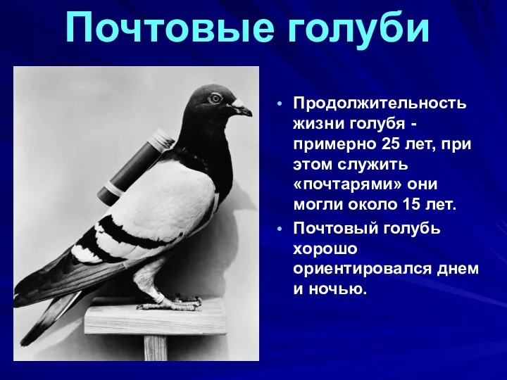 Почтовые голуби Продолжительность жизни голубя - примерно 25 лет, при этом служить