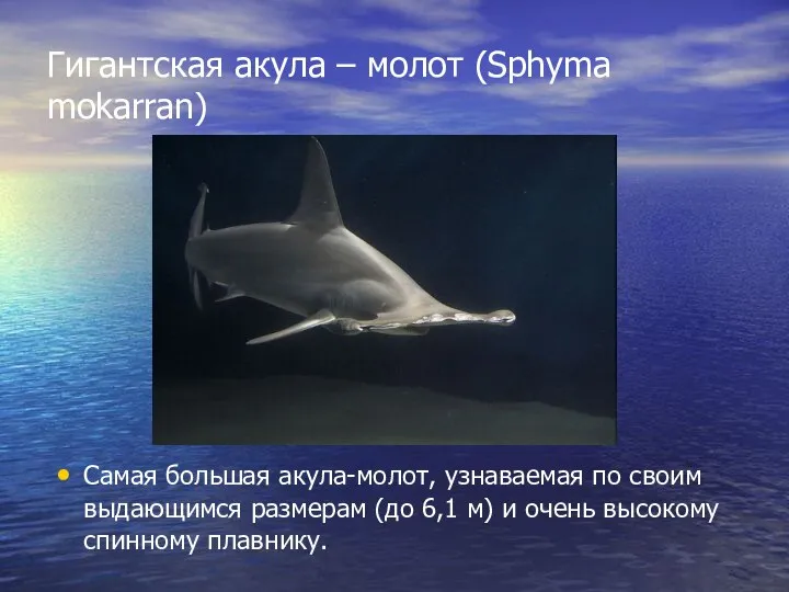 Гигантская акула – молот (Sphyma mokarran) Самая большая акула-молот, узнаваемая по своим