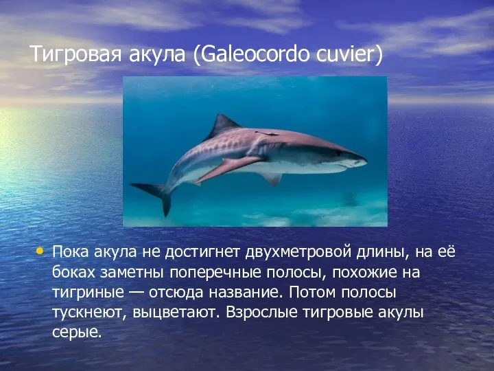 Тигровая акула (Galeocordo cuvier) Пока акула не достигнет двухметровой длины, на её