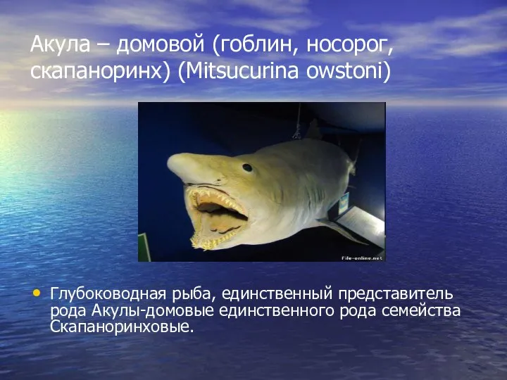 Акула – домовой (гоблин, носорог, скапаноринх) (Mitsucurina owstoni) Глубоководная рыба, единственный представитель