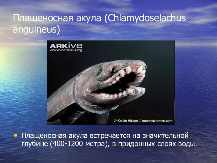 Плащеносная акула (Chlamydoselachus anguineus) Плащеносная акула встречается на значительной глубине (400-1200 метра), в придонных слоях воды.