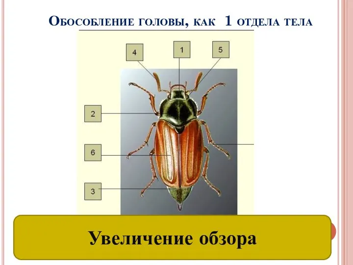 Увеличение обзора Обособление головы, как 1 отдела тела