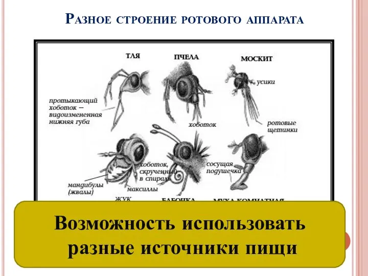 Разное строение ротового аппарата Возможность использовать разные источники пищи