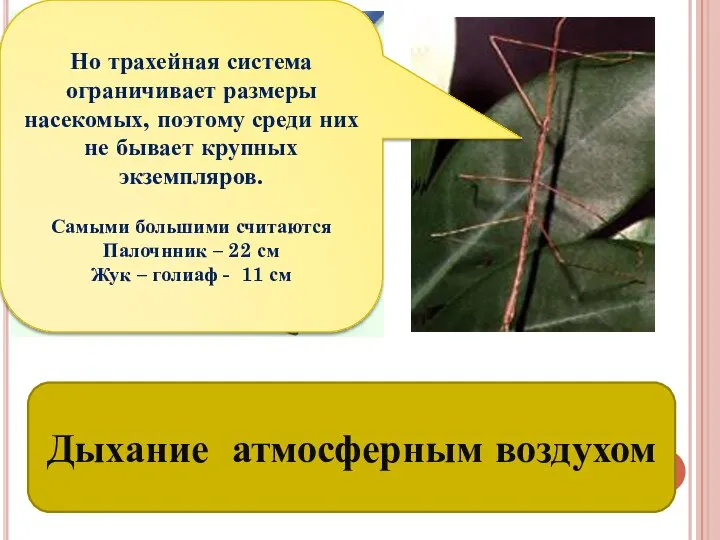 Трахеи – органы дыхания насекомых Дыхание атмосферным воздухом Но трахейная система ограничивает