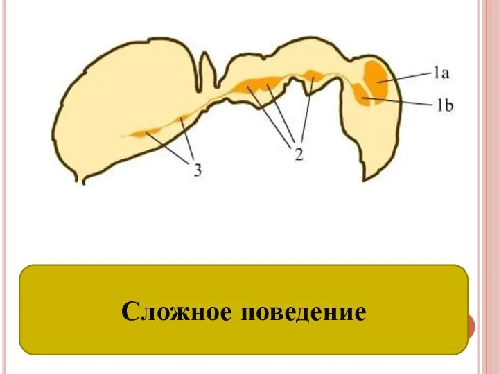 Развитие нервной системы Сложное поведение