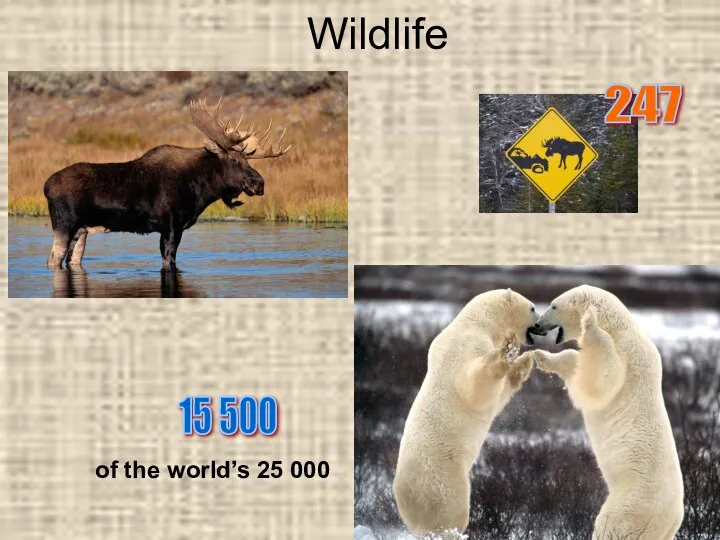 Wildlife 247 15 500 of the world’s 25 000