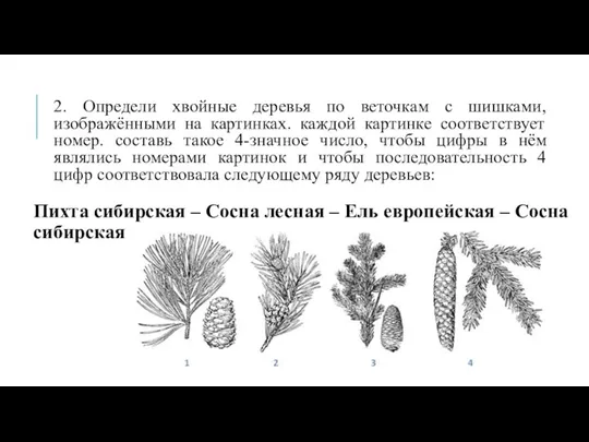 2. Определи хвойные деревья по веточкам с шишками, изображёнными на картинках. каждой