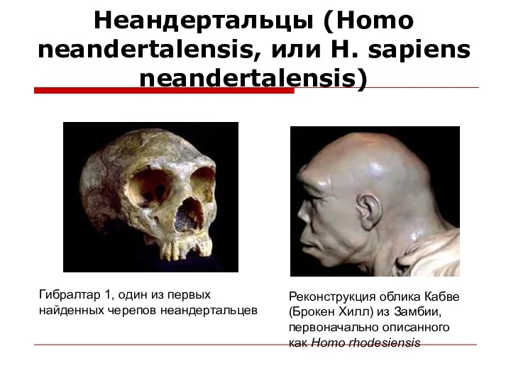 Неандертальцы (Homo neandertalensis, или H. sapiens neandertalensis) Гибралтар 1, один из первых