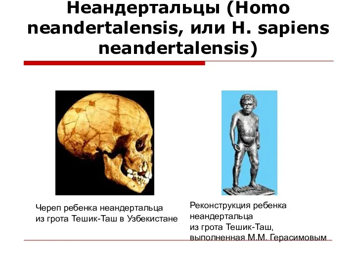 Неандертальцы (Homo neandertalensis, или H. sapiens neandertalensis) Череп ребенка неандертальца из грота