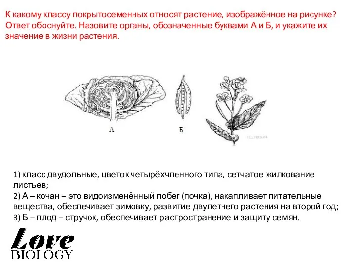 К какому классу покрытосеменных относят растение, изображённое на рисунке? Ответ обоснуйте. Назовите