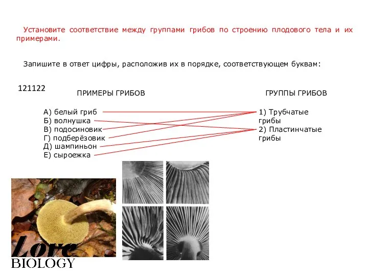 Установите соответствие между группами грибов по строению плодового тела и их примерами.