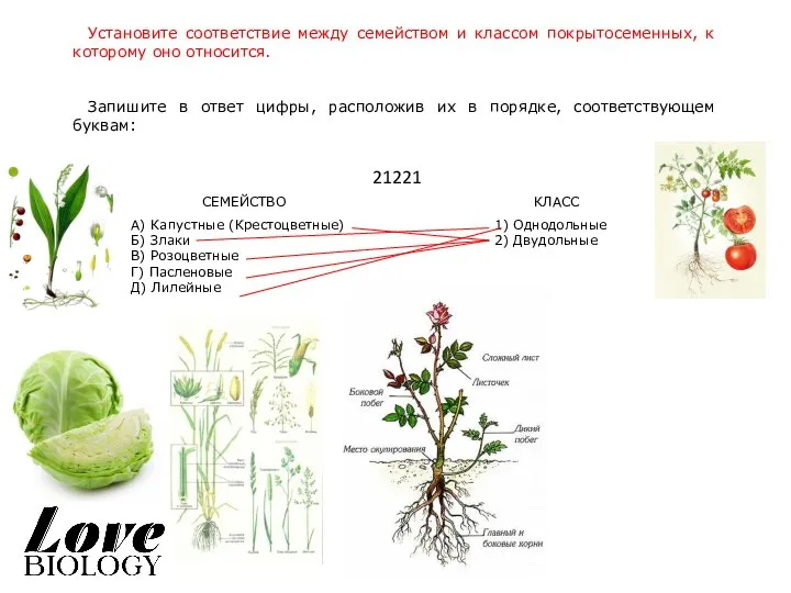 Установите соответствие между семейством и классом покрытосеменных, к которому оно относится. Запишите