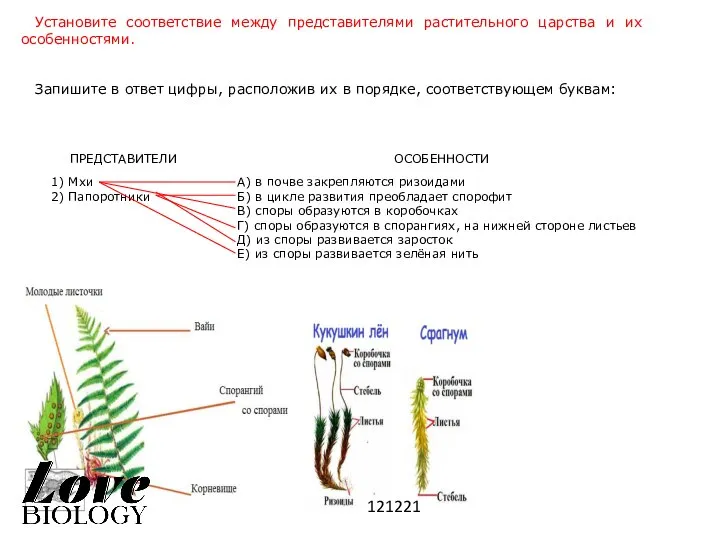 Установите соответствие между представителями растительного царства и их особенностями. Запишите в ответ