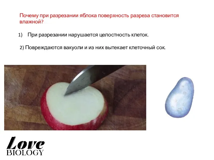 Почему при разрезании яблока поверхность разреза становится влажной? При разрезании нарушается целостность
