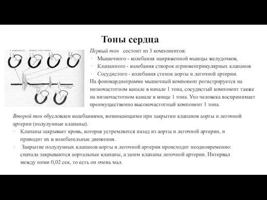 Тоны сердца Первый тон состоит из 3 компонентов: Мышечного - колебания напряженной