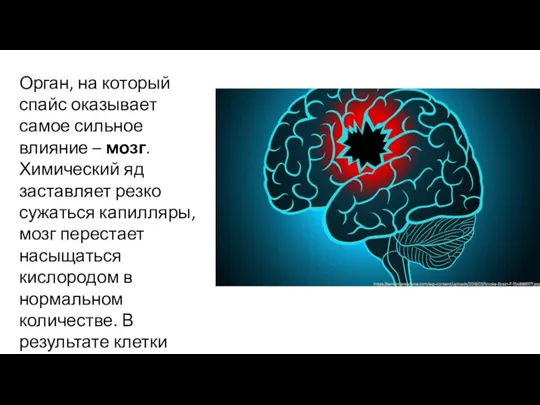 Орган, на который спайс оказывает самое сильное влияние – мозг. Химический яд