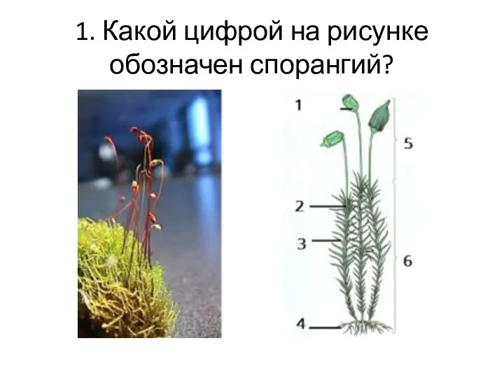 1. Какой цифрой на рисунке обозначен спорангий?