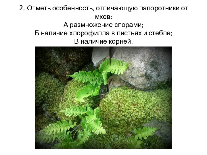 2. Отметь особенность, отличающую папоротники от мхов: А размножение спорами; Б наличие