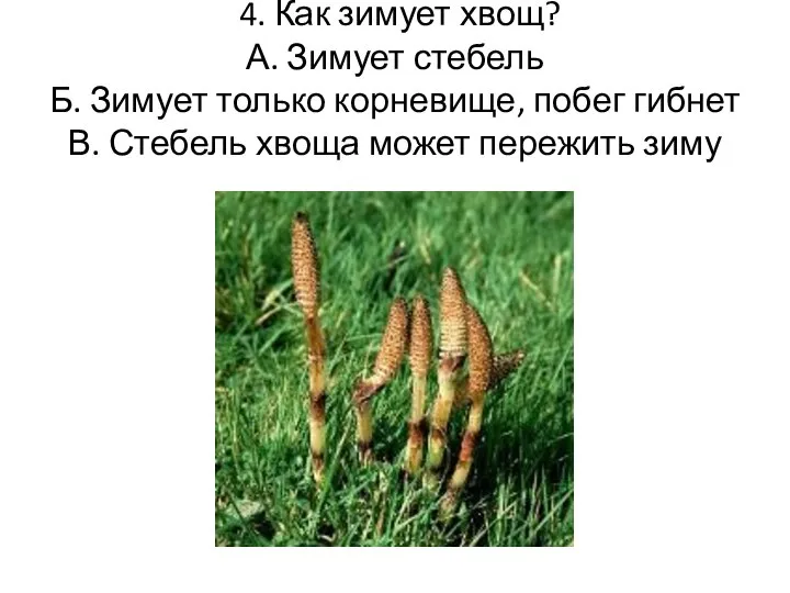 4. Как зимует хвощ? А. Зимует стебель Б. Зимует только корневище, побег