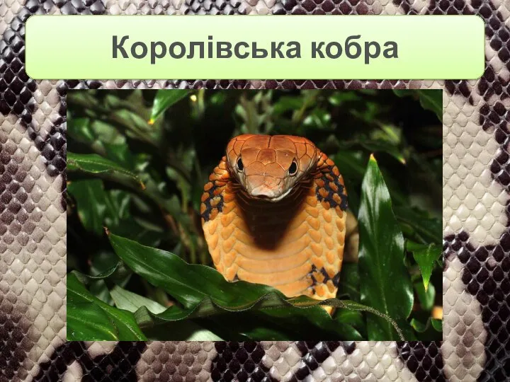 Королівська кобра