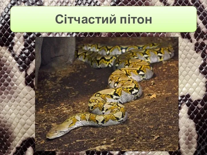 Сітчастий пітон