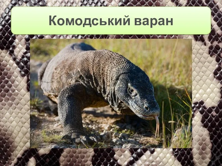 Комодський варан