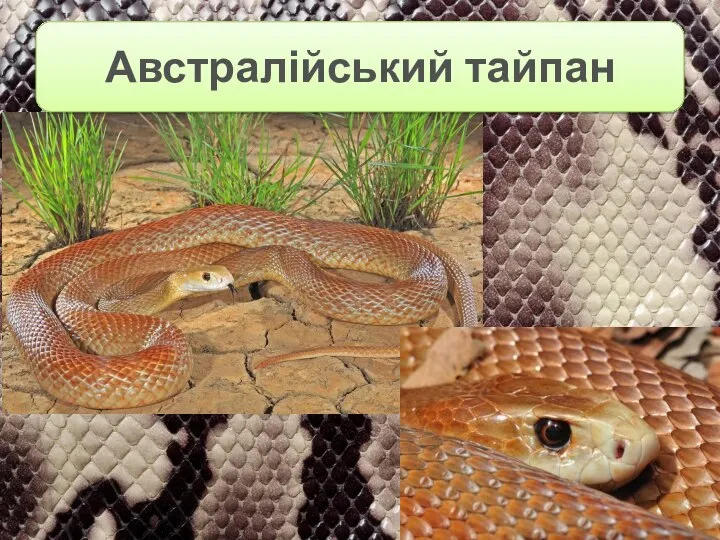 Австралійський тайпан