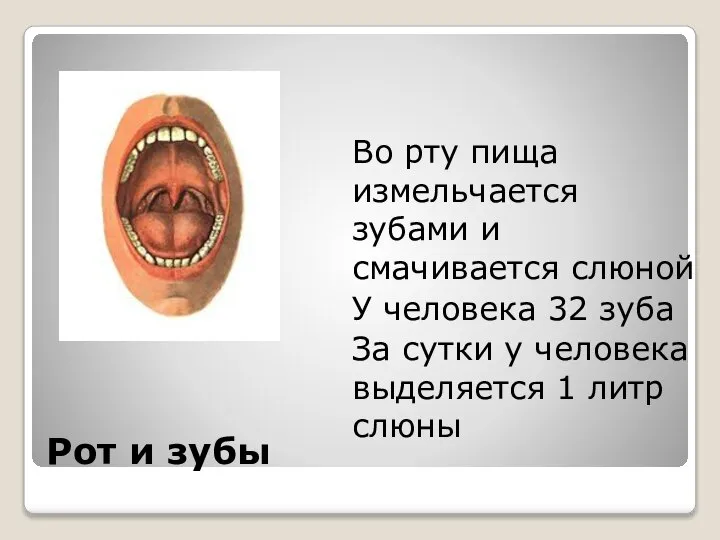 Рот и зубы Во рту пища измельчается зубами и смачивается слюной У