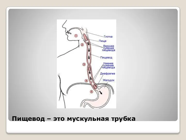 Пищевод – это мускульная трубка