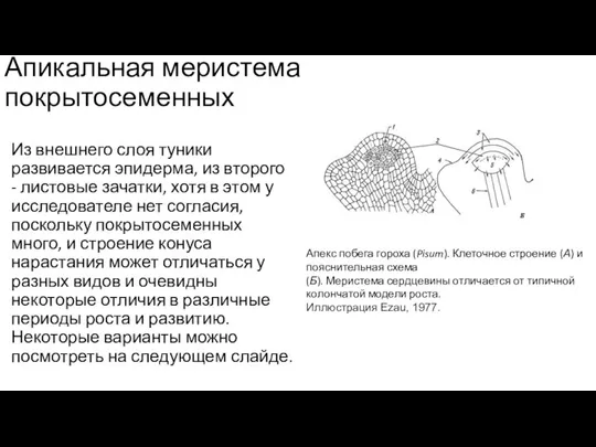 Апикальная меристема покрытосеменных Из внешнего слоя туники развивается эпидерма, из второго -