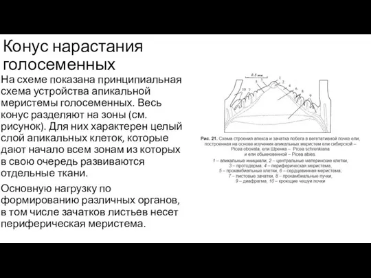 Конус нарастания голосеменных На схеме показана принципиальная схема устройства апикальной меристемы голосеменных.