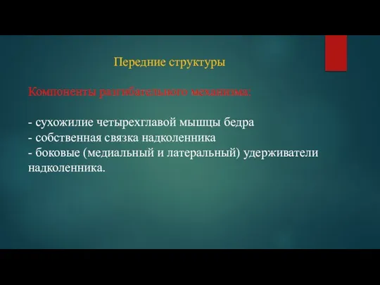 Компоненты разгибательного механизма: - сухожилие четырехглавой мышцы бедра - собственная связка надколенника