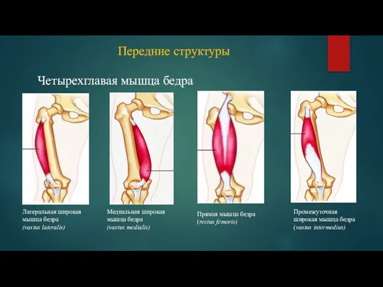 Четырехглавая мышца бедра Медиальная широкая мышца бедра (vastus medialis) Латеральная широкая мышца