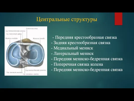 Центральные структуры - Передняя крестообразная связка Задняя крестообразная связка Медиальный мениск Латеральный