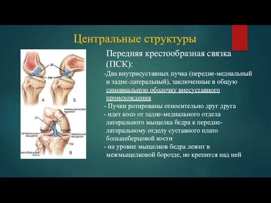 Центральные структуры Передняя крестообразная связка (ПСК): Два внутрисуставных пучка (передне-медиальный и задне-латеральный),